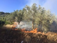 ALTıNOLUK - Zeytinlik Yangını Korkuttu