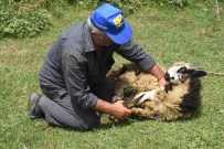 Koyunyünleri Cazibesini Kaybetti