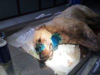 SOKAK KÖPEĞİ - Büyükşehirden, Sokak Köpeğine Yardım Eli