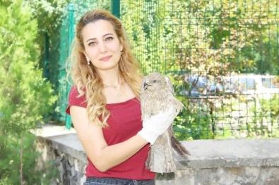 Çemişgezek'te Bulunan Hasta Şahin Tedavi Altına Alındı