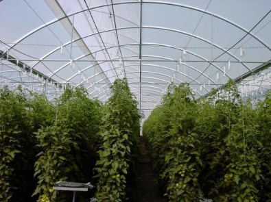 Köprübaşı'nda 10 Üreticiye Yüzde 75 Hibe Desteği