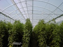 Köprübaşı'nda 10 Üreticiye Yüzde 75 Hibe Desteği