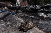 ZEYTİN AĞACI - Antalya, Yangının Yaralarını Sarmaya Çalışıyor