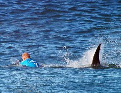 ABD'de köpek balığı saldırısı