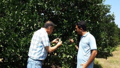 Aydın'da Turunçgil Unlu Bitine Karşı Biyolojik Mücadele Başladı