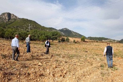 Datça'da 105 Dekara Badem Fidanı Dikildi