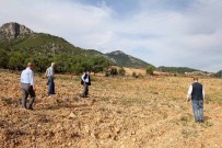 Datça'da 105 Dekara Badem Fidanı Dikildi