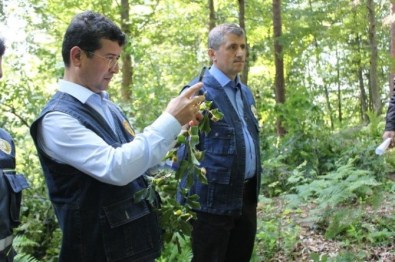 Düzce'de Doğal Gençleştirme Alanları İncelendi