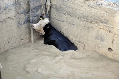 Havuza Düşen İneği İtfaiye Ekipleri Kurtardı