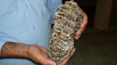 Konya'da Mamuta Ait 2,5 Milyon Yıllık Diş Fosili Bulundu