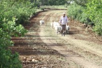 KıZıLKÖY - Orman Yangını Emniyet Şeritleri Açıldı