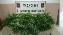 Yozgat Jandarma 453 Kök Hint Keneviri Ele Geçirdi Haberi