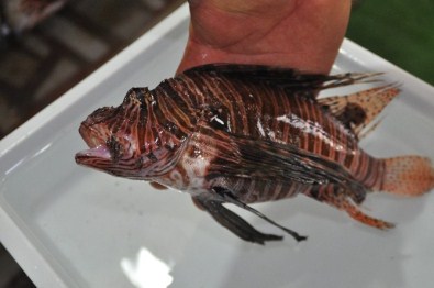 Zehirli Aslan Balığı Gazipaşa'da Ağlara Takıldı