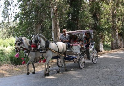 Akçapınar Ağaçlı Yolda Fayton Keyfi Başladı