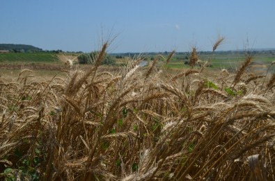 Bafra Ovası'nda Buğday Hasadı Başladı