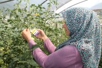 MÜNEVVER - Bartın'da Domates Güvesine Karşı Biyolojik Mücadele