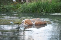 Ceyhan Nehri'nde 5 Gün Arayla İkinci Kez Hayvan Leşi Bulundu
