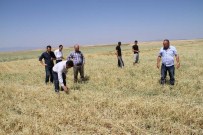 Yozgat'ta Dolu 15 Bin Dekar Ekili Alana Zarar Verdi