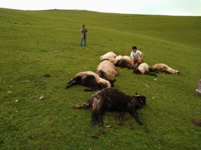 Giresun'da Yaylaya Yıldırım Düştü Açıklaması 11 Koyun Telef Oldu