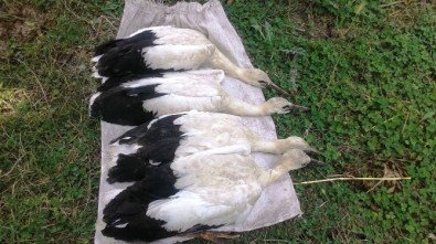 Yuvadan Düşen Leylekler Kurtarıldı