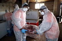 Aydın'da Yakalanan 5 Ton Kaçak Domuz ETİ İmha Edildi