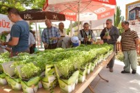 OSMAN ZOLAN - Çameli İlçesi Fesleğen Açtı