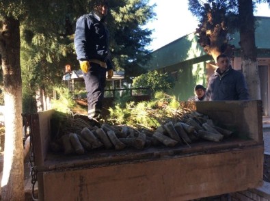 Efeler Belediyesi 2250 Adet Fidan Dikti