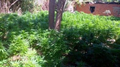 Evini Kenevir Bahçesine Çeviren Şahıs Tutuklandı