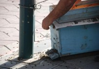 SOKAK LAMBASI - Kovandan Firar Eden Arılar Şehir Merkezine İndi