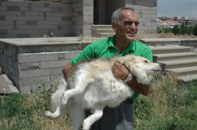 Emekli Maaşıyla 65 Köpeğe Bakıyor