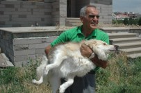 EMEKLİ MAAŞI - Emekli Maaşıyla 65 Köpeğe Bakıyor