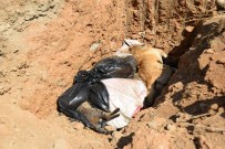 HAYVAN BAKIM EVİ - Hayvanları Kim Gömdü ?