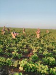 Şanlıurfa'da 155 Bin Adet Kenevir Bitkisi Ele Geçirildi