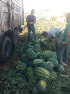 Şanlıurfa'da Karpuz Zamlandı