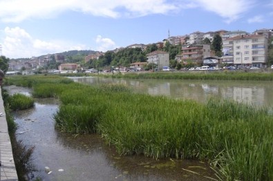 Alaplı'da 'İsrail Sazanı' Paniği