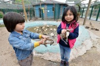 DEVE KUŞU - Büyükşehir Belediyesi Sincan Evcil Hayvanlar Parkı'nın Yeni Konukları