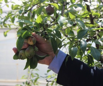 Cevizden Büyük Dolu 5 Bin Ton Meyveyi Delik Deşik Etti...