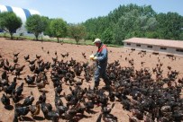 ORGANİK YUMURTA - Kene Korkusu Tavuk Çiftliği Sahibi Yaptı