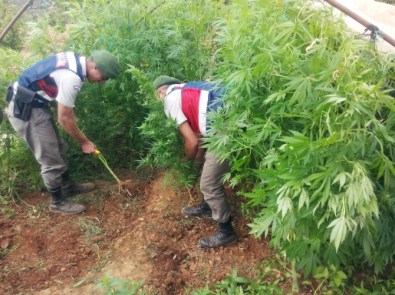 Sera İçinde 587 Kök Kenevir Ve 2 Bin 522 Gram Kubar Esrar Yakalandı