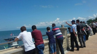 Ölü Yunus Balığı Karaya Vurdu