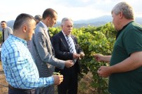 PIYADELER - Üzüm Üreticilerinden 'Borlu Su' İddiası