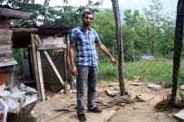 PİTBULL - Erkek Pitbull'u Zehirlediler, Hamile Eşini Çalıp Kaçtılar