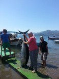 ORKİNOS - Kadın Muhtar Yakaladığı 80 Kiloluk Balığı Mahalleye Dağıttı