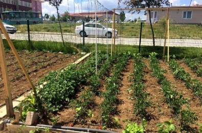 Hobi Bahçelerinde Sebze Yetiştiriciliği Anlatıldı