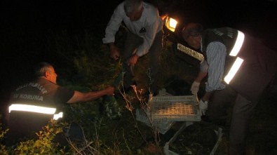 Kurbağa Avcılarına 204 Bin Lira Ceza Kesildi