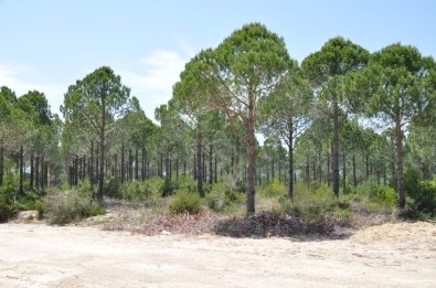 Manavgat'a Bal Ormanı