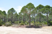 Manavgat'a Bal Ormanı