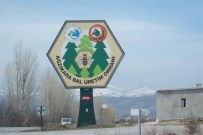 ORGANİK BAL - Türkiye Bal Üretiminde Söz Sahibi Oluyor