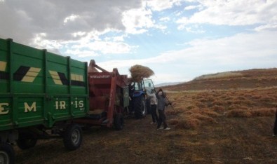 35 Derece Sıcakta Oruçlu Halde Mercimek Hasadı Yapıyorlar