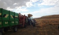35 Derece Sıcakta Oruçlu Halde Mercimek Hasadı Yapıyorlar